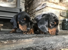 Kc registered best sale miniature dachshund puppies